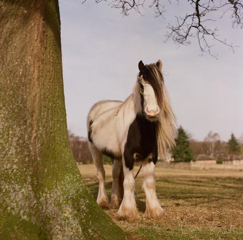 Tree trunk in the foreground to the left with a heathland pony with an emo fringe to the right
