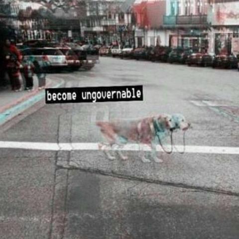 Dog walking across the street with his leash in his mouth.