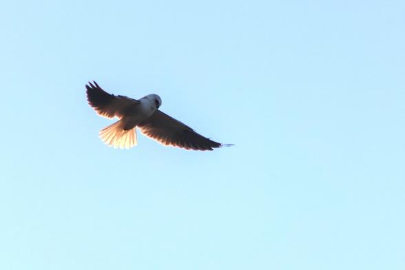 Black-shouldered Kite,Elanus axillaris, hovering while hunting over grassland.