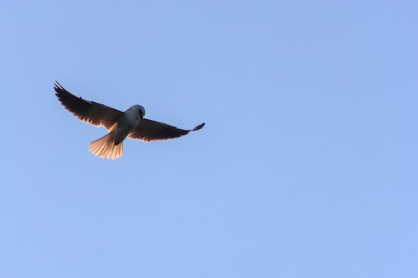 Black-shouldered Kite,Elanus axillaris, hovering while hunting over grassland.