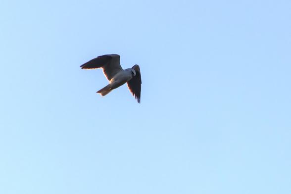 Black-shouldered Kite,Elanus axillaris, hovering while hunting over grassland.
