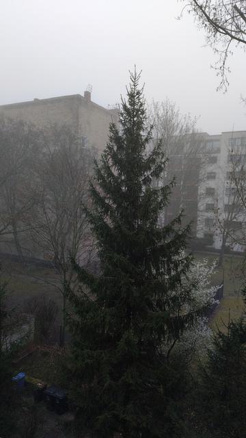 Blick in einen etwas verwahrlosten Innenhof eines Berliner Häuserblocks. Je nach Zugehörigkeit zu den verschiedenen Häusern ist eine geschlossene Rasenfläche zu erkennen, oder Rasenreste, verteilt auf platt getretenen braunen Boden. Bestimmendes Motiv ist ein Nadelbaum (vermutlich Fichte; Flachwurzler), hinter dem als einziges Zeichen für den Frühling ein weiß blühender Baum halb verborgen ist. Es ist recht dunstig, so dass die nur wenige Dutzend Meter entfernten gegenüberliegenden Häuserwände wie hinter einem dünnen Schleier erscheinen. An den wenigen derzeit noch überwiegend kahlen Laubbäumen sind zum Teil noch abgestorbene Blätter des letzten Jahres zu erkennen.