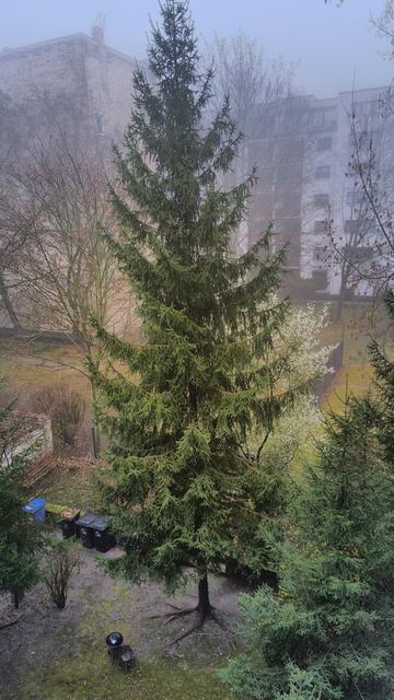 Das gleiche Motiv wie im anderen Bild. Allerdings wurde in der Mitte vom HDR Algorithmus Nebel weg- und Farbe hingerechnet. Die Fichte hat dort ein kräftiges, frisches grün; dafür ist alles außerhalb des zentralen Bereichs dunkler, nebliger und ein wenig blau-grauer als in dem Standardbild. Da die Bildausschnitte nicht 100% identisch sind, findet sich hier auch ein Grill, den Mitbewohner im Hof überwintern ließen.
