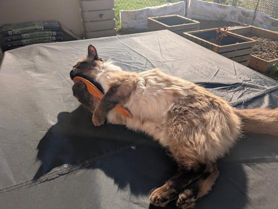 Un chat tient fermement une brosse à cheveux entre ses pattes avant.