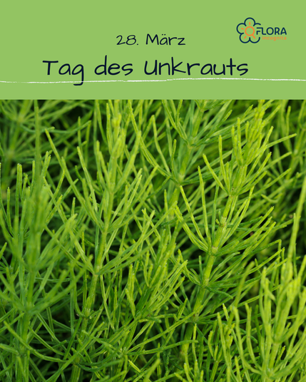 Über einer Nahaufname eines dichten Schachtelhalmbestandes steht 28.3. Tag des Unkrauts