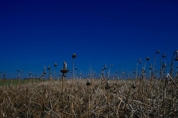 ein intensiv blauer Himmel über einem Feld mit verblühten braunen Sonnenblumen mit hängenden Köpfen