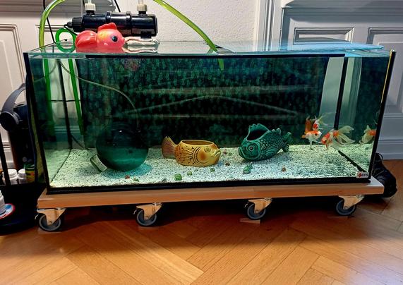 Mein Aquarium. Die drei Goldfische sind beisammen in einer Ecke und gucken mir zu.