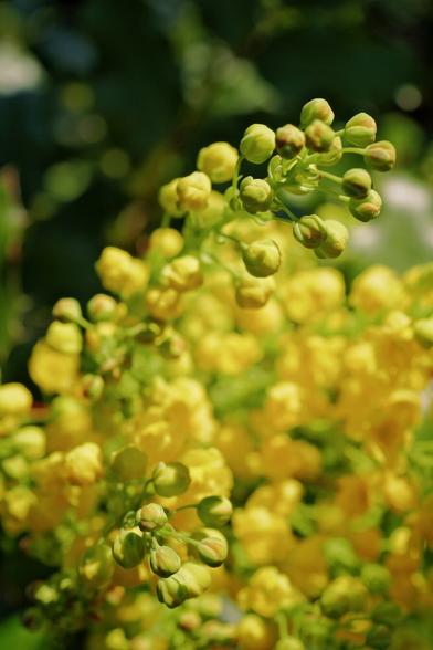 Nahaufnahme der Blüten der Mahonie