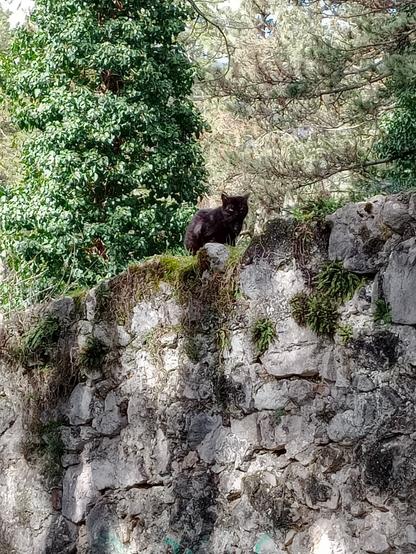 gatto nero su un muro