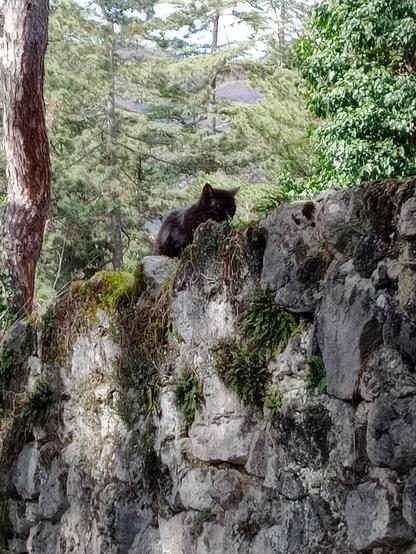 gatto nero su un muro che gira lo sguardo
