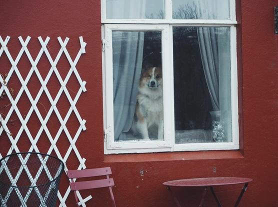 Picture of a dog sitting on the window sill inside a house and watching outside. House is red and the white window is on the right side of the photo. On the left of the photo there is a white trellis on the wall. Under the window there is a metallic chair and a small round table that are also red colored.