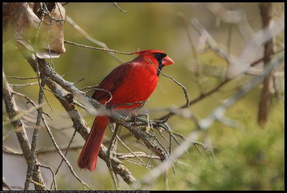 A Northern Cardinal (Cardinalis cardinalis) was standing on an oak twig with his crest partially lowered in Norman, Oklahoma, United States on February 26, 2025. This photo was an experiment using stacked teleconverters, one from Canon and one from Kenko. The focal length is 1120 mm and the F number is 16. The "digital lens optimizer" in the Canon DPP software was used to mitigate small aperture diffraction blur.