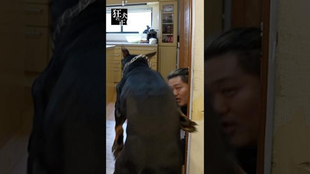 驚異の瞬発力を持つドーベルマン #ドーベルマン #dogsoftiktok #dogs #fastdog #dobermanpower  #viral #funnydogs #dogtraining