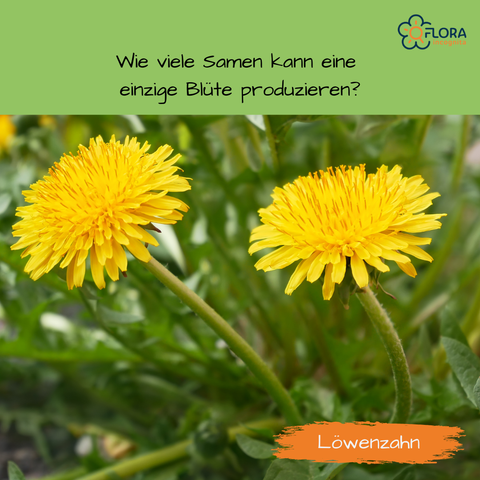Zwei Blüten (Blütenstände) eines Löwenzahns. Darüber steht: Wie viele Samen kann eine einzige Blüte produzieren?
