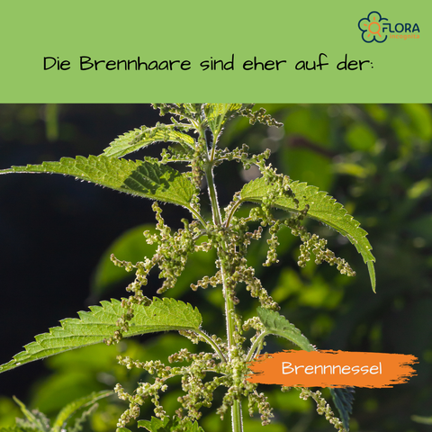 Eine blühende Brennnessel in Nahaufnahme. Darüber steht: Die Brennhaare sind eher auf der: