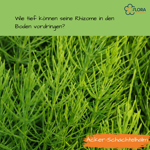 Zu sehen ist ein dichter Bestand des Acker-Schachtelhalms. Darüber steht: Wie tief können seine Rhizome in den Boden vordringen?