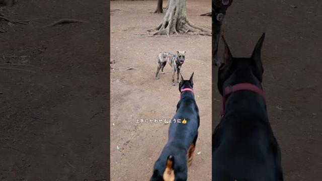 大型犬ドーベルマンとドッグランで遊んできたよ🐕#野犬の子 #元野犬 #保護犬 #ドッグラン