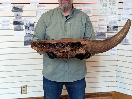 Bison skull