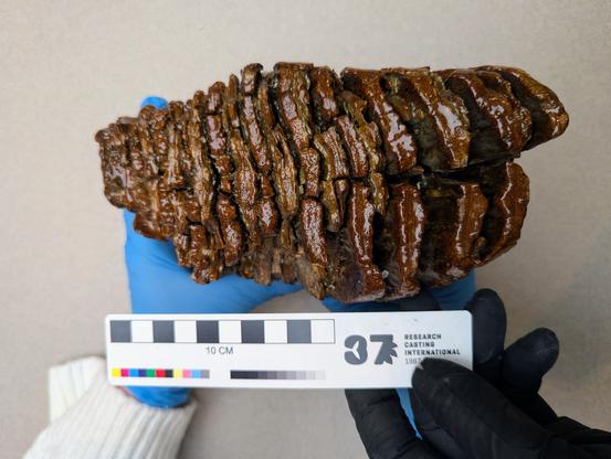 Mammoth tooth