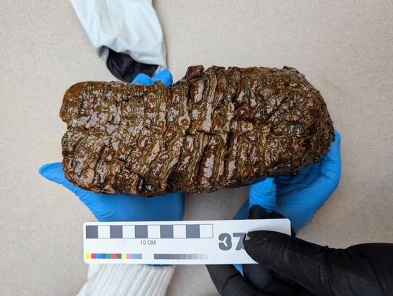mammoth tooth