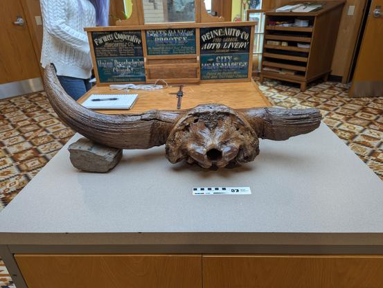 bison skull - rear.