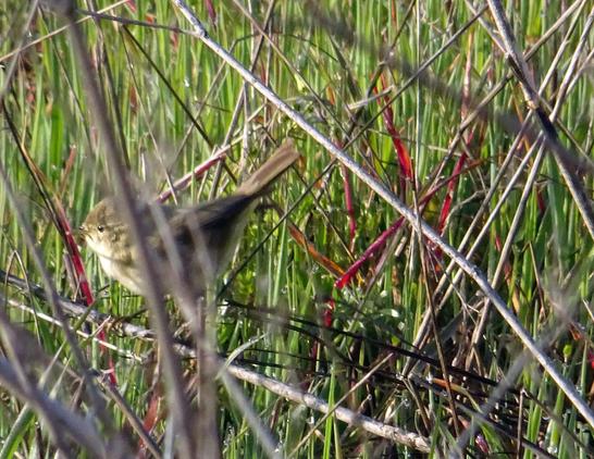 Mosquitero ibérico