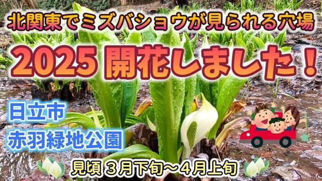 【2025ミズバショウ開花宣言】北関東の里山に春を見つけに行きませんか？☆ ICから10分交通至便　日立市・赤羽緑地公園 4K