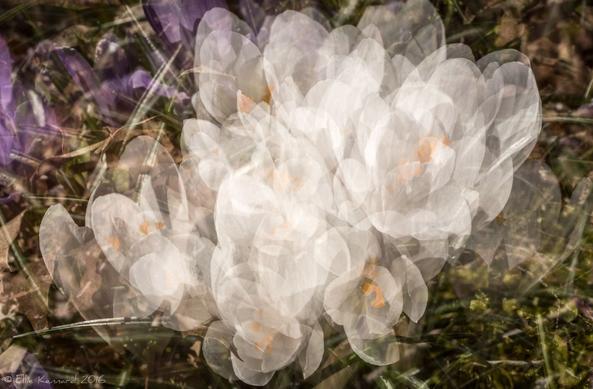 A multiple image of a white flower with yellow stamens. As it was taken in multiple exposures, some of it is transparent and it looks like a small patch of multiple flowers with some more transparent than other parts. The background is a little purple on the left, from other flowers and brown and green on the ground.