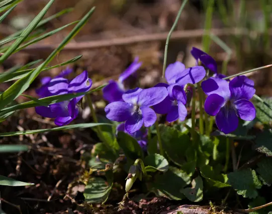 Kleines, bodennahes Büschel aus kelchförmigen lila Blüten. Innen weiß und ein paar dunkel-lila Streifen und weiße Staubblätter.
