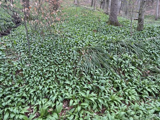 Another image of bear's garlic galore.