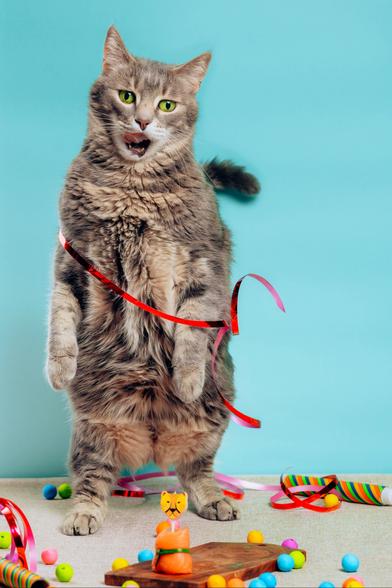 Un chat gourmand se jette sur un roulé au saumon dans un décor coloré d'anniversaire.