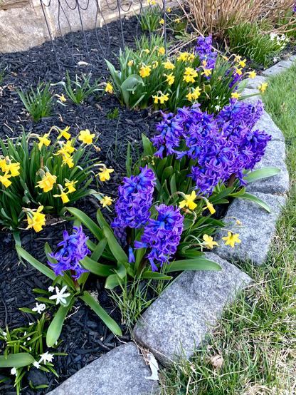 Purple hyacinths, yellow mini daffodils, and white Glory of the Snow are blooming.