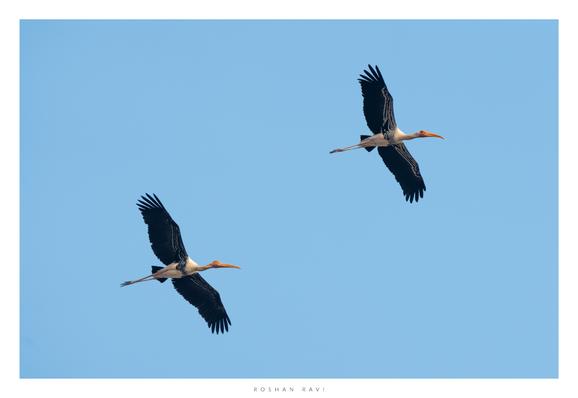 Two painted storks flying with their wings wide open, against a clear, blue, sky.