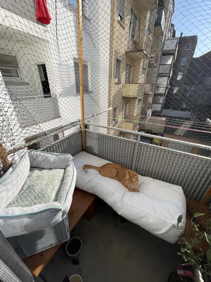 Blick über einen kleinen katzensicher eingezäunten Balkon mit einem erhöhten Katzenbett und einer kuscheligen langen Liegefläche auf der ich gerade vor hatte ein Buch zu lesen. Leider ist mein Platz schon von Gucci, dem orangenen Kater, belegt. Schließlich ist es auf der Menschen Liege viel bequemer als in dem eigenen Katzenbett.