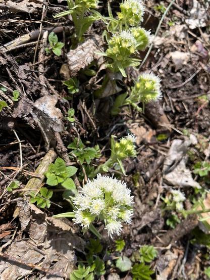 Aus dem mit braunem Laub bedeckten Waldboden erscheinen frischgrüne herzförmige Blätter und weiße Korbblüten