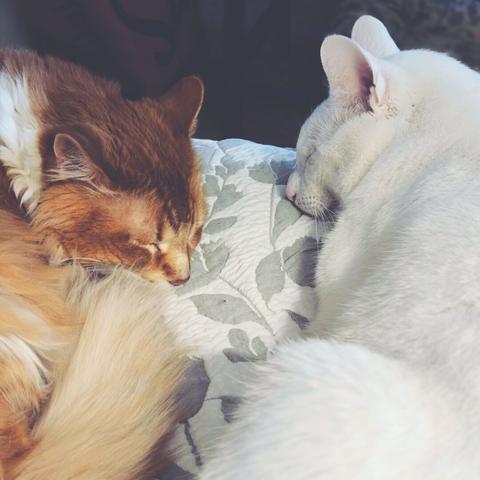 two cats, one orange and white, the other white, lay close together while they nap