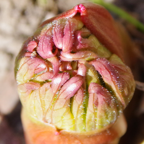Knospe mit roten kleinen Blättern.