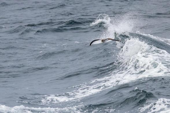 A brown-backed seabird soars ahead of a breaking wave.