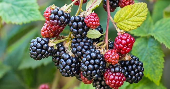 photo of black and red blackberries hanging from a branch