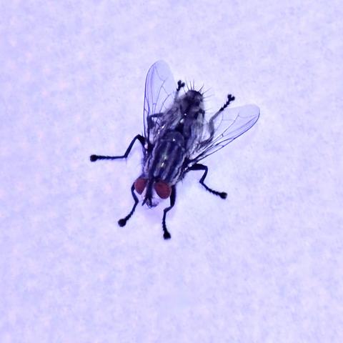 A super closeup view of a common housefly. You can see his big red eyes, little pads on the ends of his six legs, the veins in his wings and little hairs across his body
