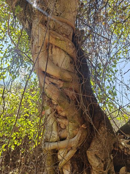 Arbol siendo abrazo por otro