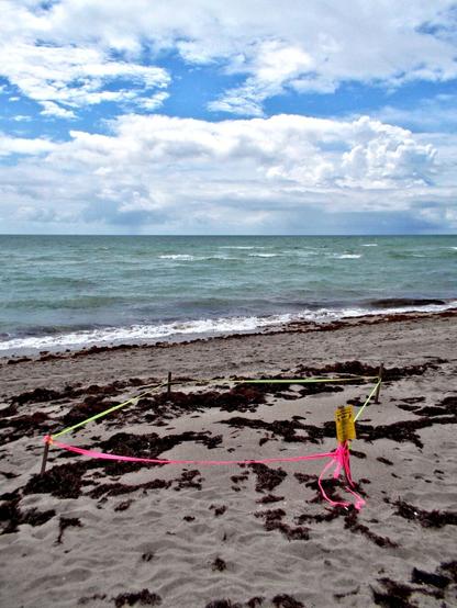Sea turtle nesting area