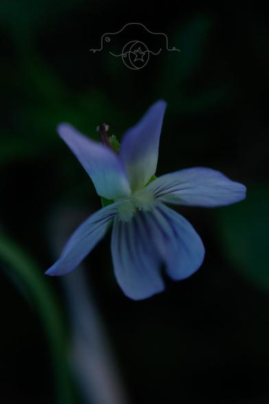 Field Pansy