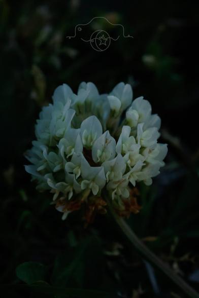 White Clover