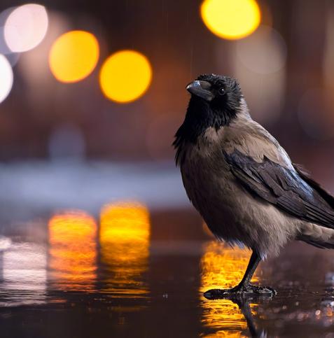 A hooded crow is standing in a puddle. City lights reflect off the water in wiggly waves as raindrops perturb the surface.