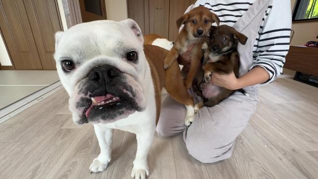 生後2ヶ月の保護子犬をお迎えしました…まるこお母さんになります♪♪