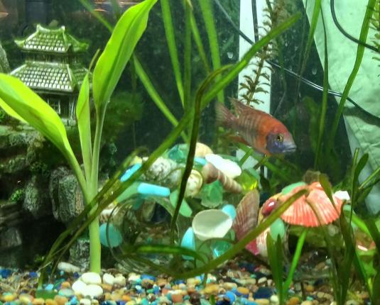 Cichlids swim in a planted aquarium with hand made ornaments