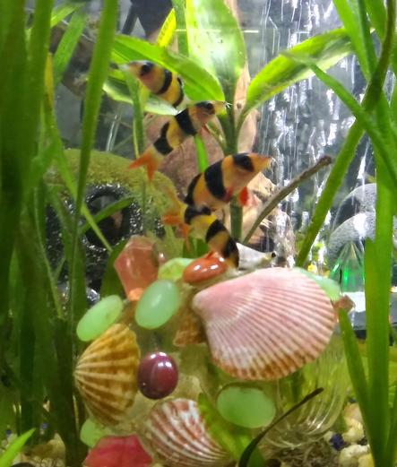 several striped clown fish swim with plants bubbles hand made fish caves