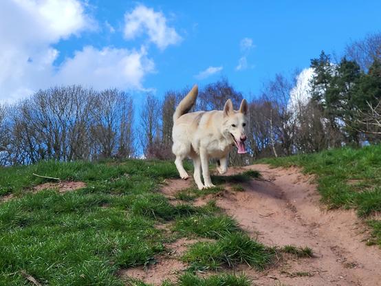 White German Shepherd running down a mud path through grass, trees and blue sky in the background.