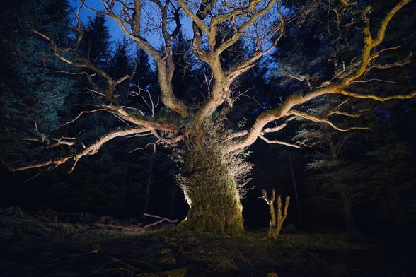 A large sessile oak tree in mixed dusk and LED lighting - the Skipinnish Tree, Woodland Trust Tree of the Year 2024. Not in any way spooky or scary. Honest.